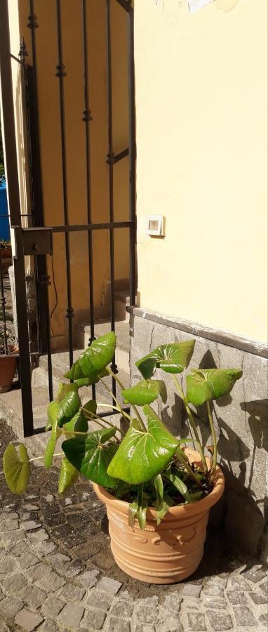 Pompei Vesevus Apartament Boscotrecase Eksteriør billede